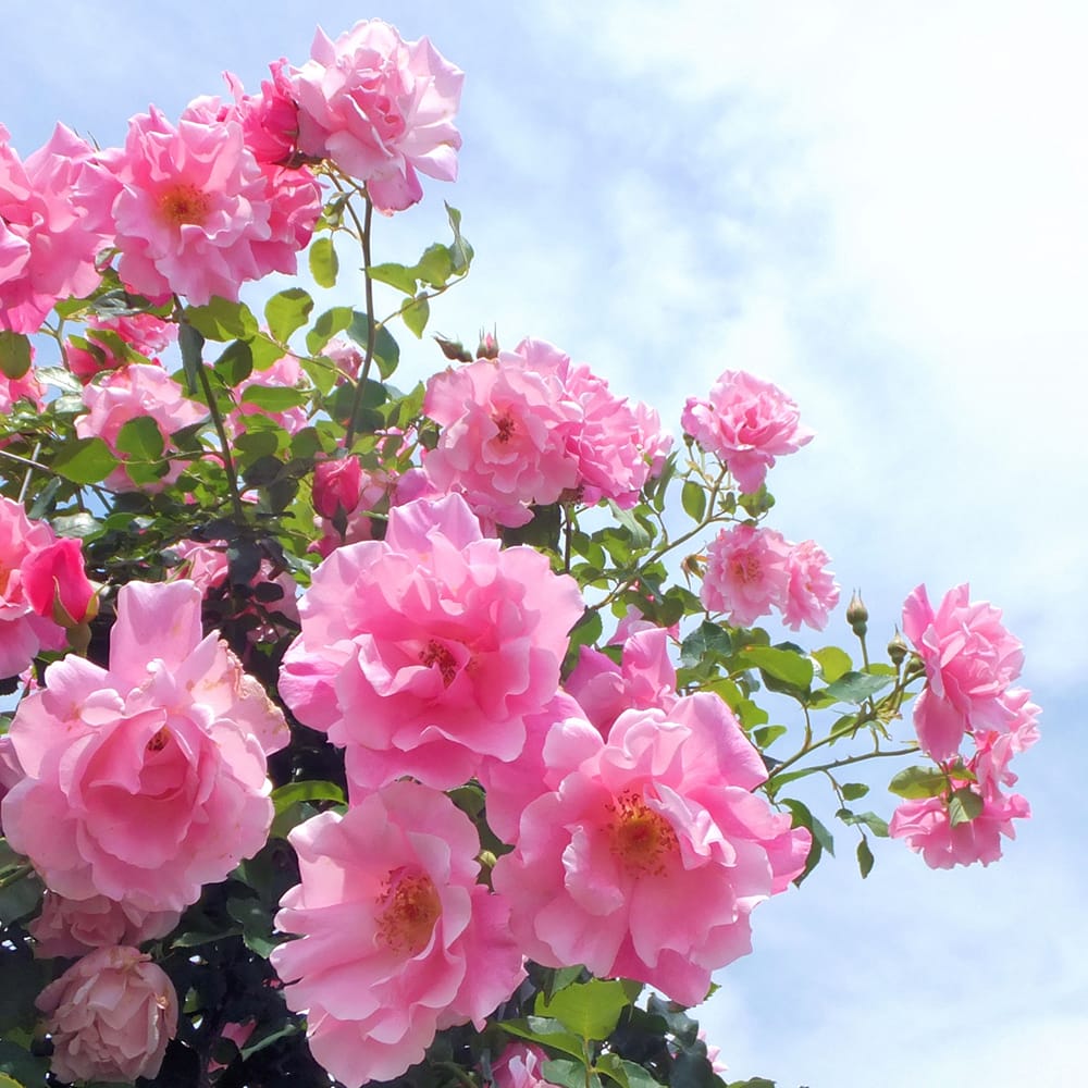 つるバラ スパニッシュビューティー 2年生大苗 爆買 : 苗木部 花ひろば