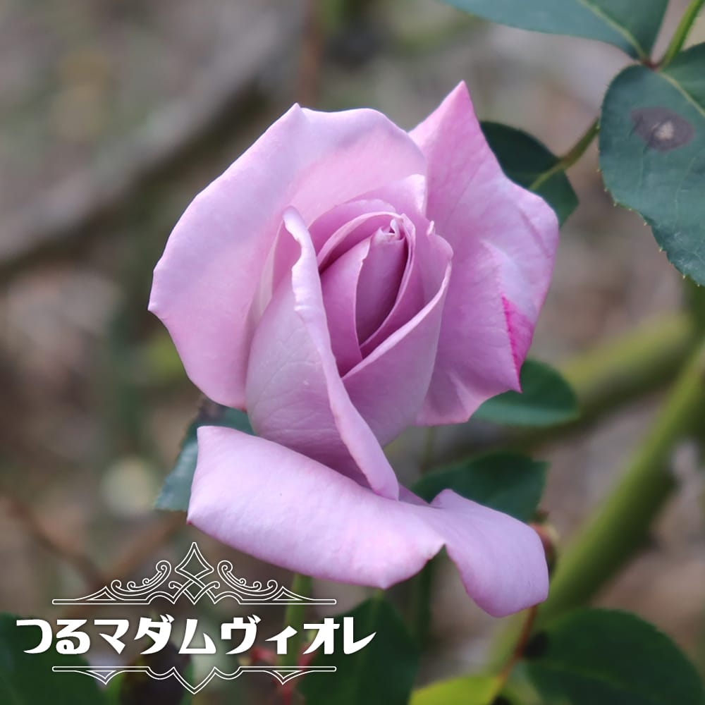 つるバラ つるマダムヴィオレ 2年生大苗 予約販売12月〜翌年1月頃入荷
