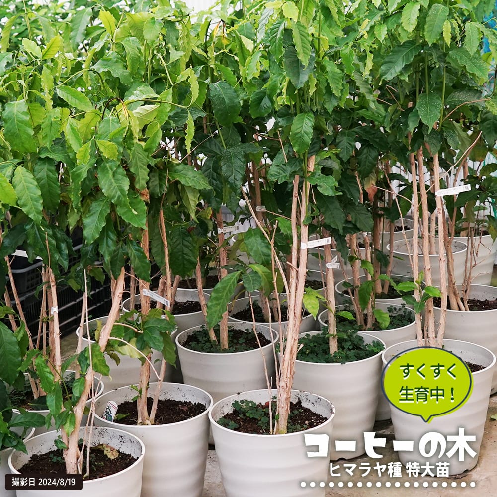日本花キ流通 観葉植物 cot コーヒーの木 3.5号鉢 珈琲 アラビカ