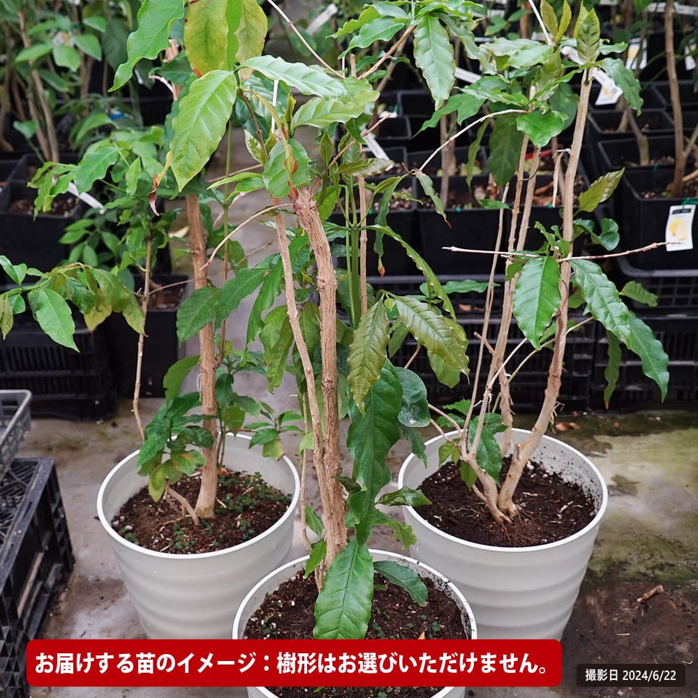 日本花キ流通 観葉植物 cot コーヒーの木 3.5号鉢 珈琲 アラビカ