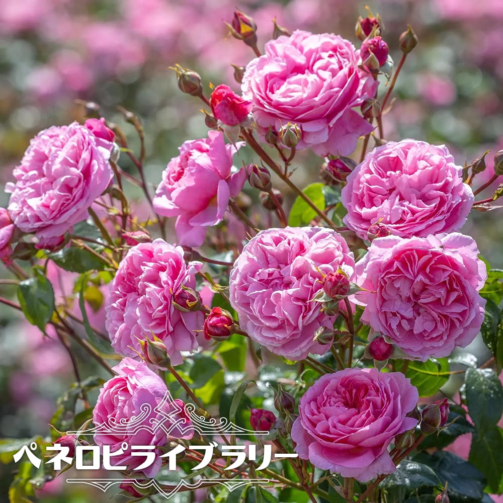 バラ苗　大苗　vip rose バラ苗 ペネロピライブラリー 2年生大苗 6号ポット 登録品種・品種登録