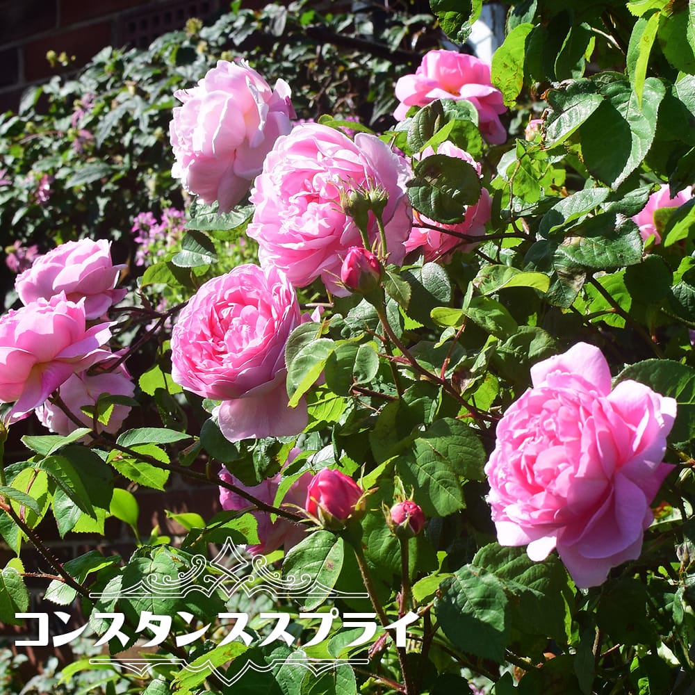強香つるバラ コンスタンススプライ 2年生大苗 6号ポット : 苗木部 花