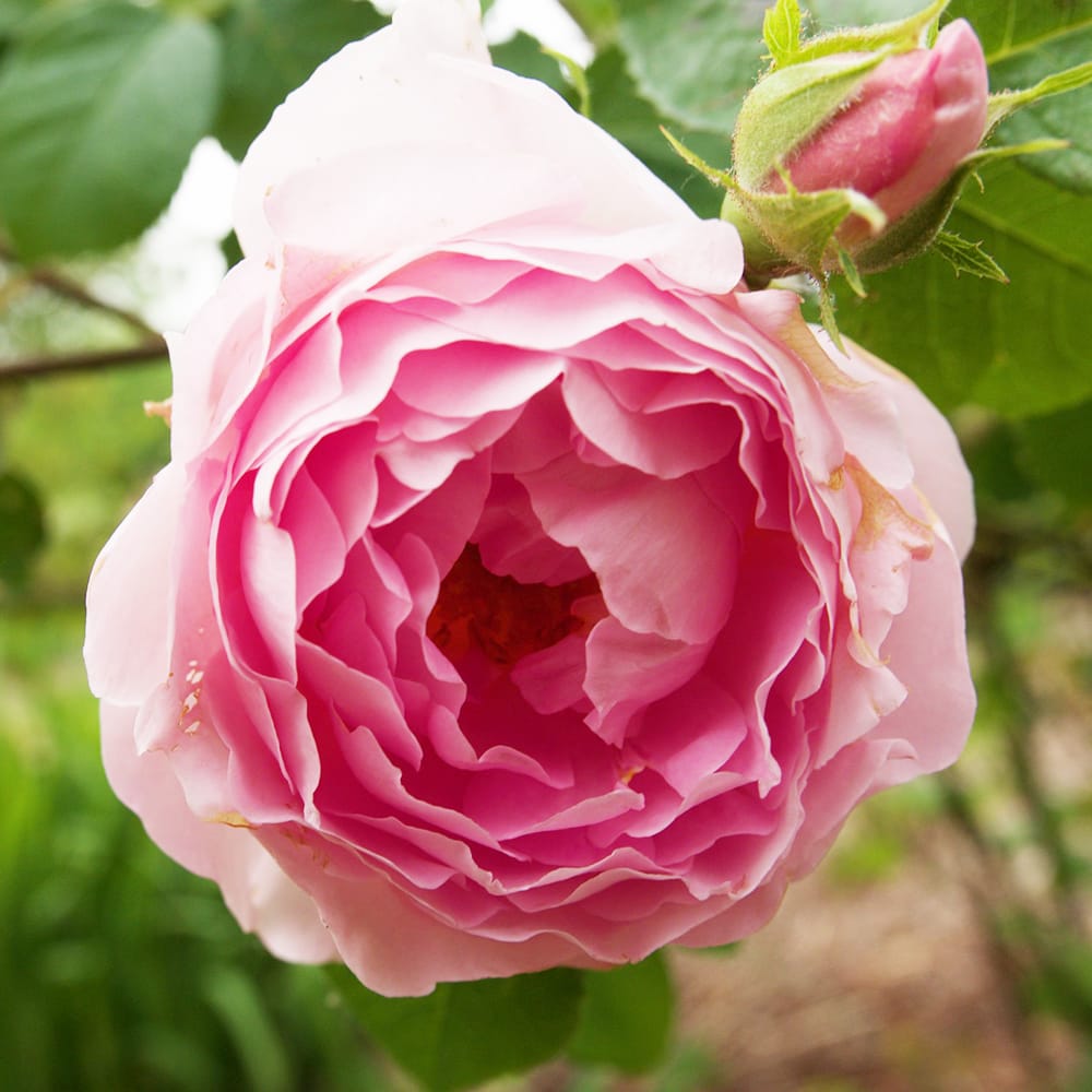 強香つるバラ コンスタンススプライ 2年生大苗 6号ポット 予約販売1〜2