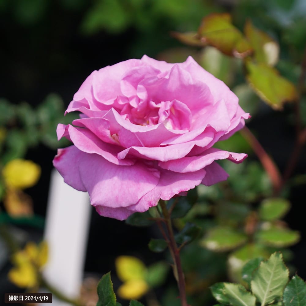 四季咲きバラ苗 ショッキングブルー 2年生大苗 : 苗木部 花ひろば