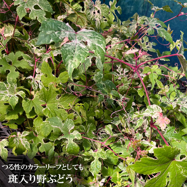 斑入りノブドウ エレガンス 3号ポット苗 （野ぶどう） 爆買いweek