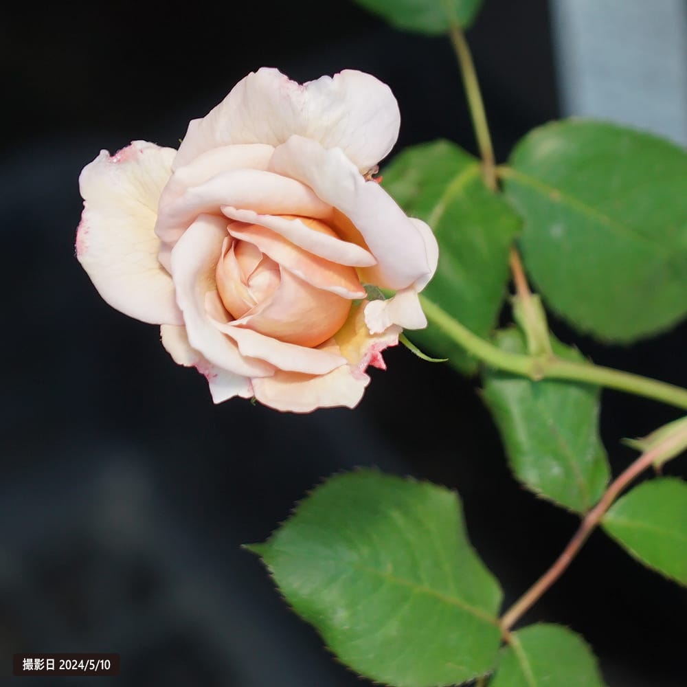 四季咲きバラ苗 グレイパール 2年生大苗 : 苗木部 花ひろばオンライン