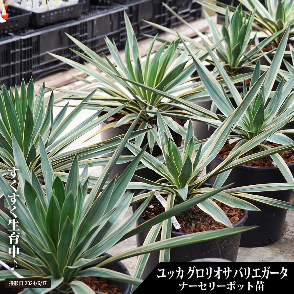 バリエガータ ユッカ グロリオサ ナーセリーポット大苗 耐寒性南欧風プランツ : niwaki-yucca-variegata02 : 苗木部  花ひろばオンライン - 通販 - Yahoo!ショッピング