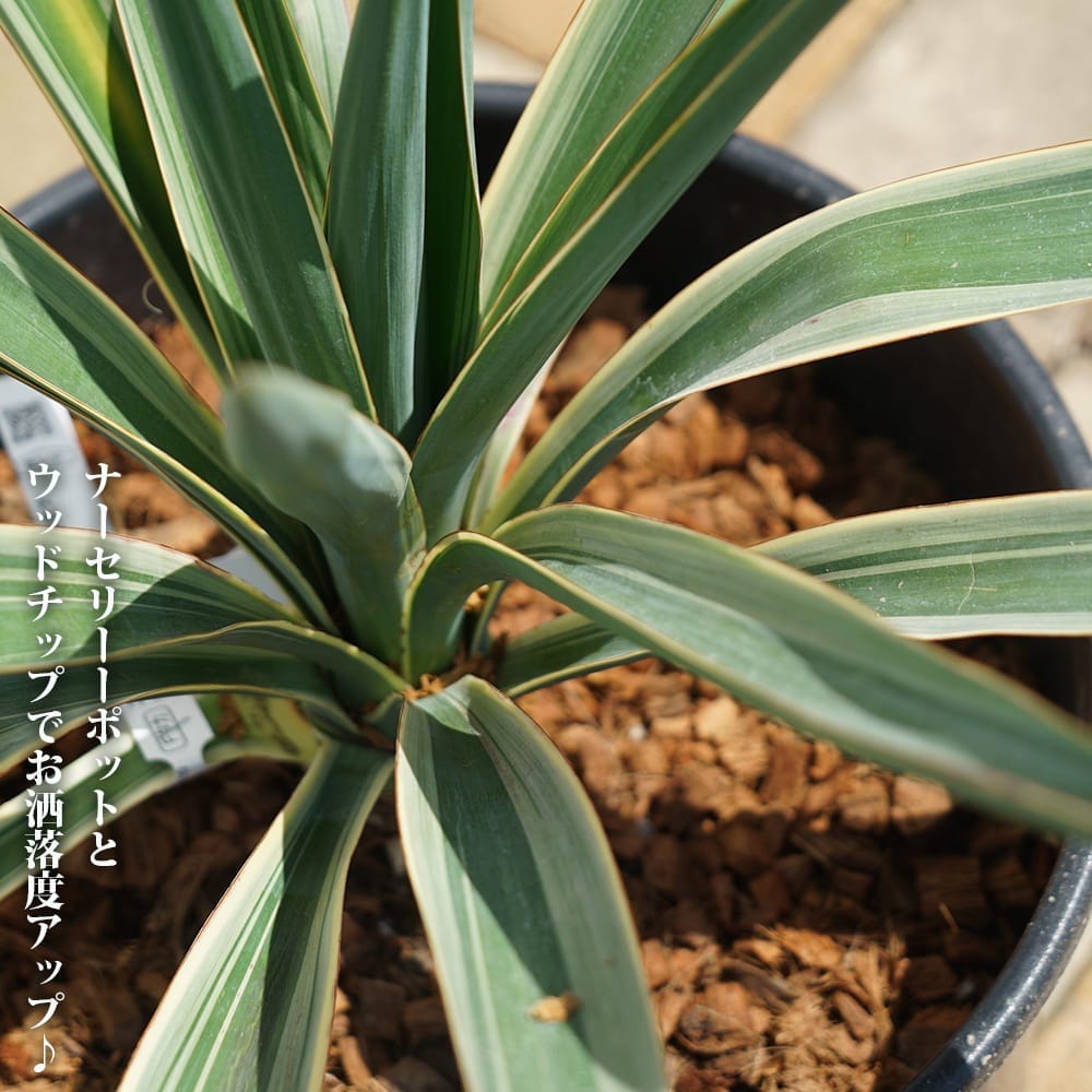 バリエガータ ユッカ グロリオサ ナーセリーポット大苗 耐寒性南欧風プランツ : niwaki-yucca-variegata02 : 苗木部  花ひろばオンライン - 通販 - Yahoo!ショッピング