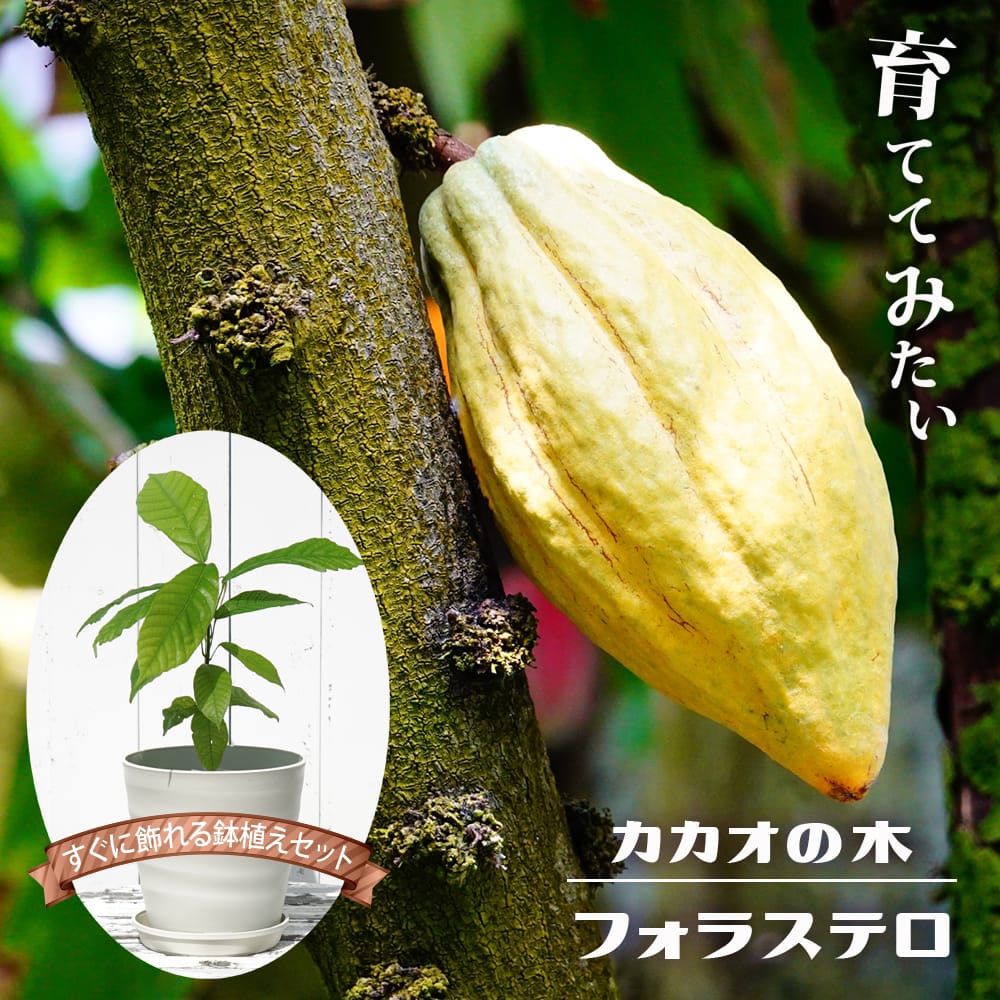 カカオ フォラステロ 実生苗 フラグラーポットセット : 苗木部 花