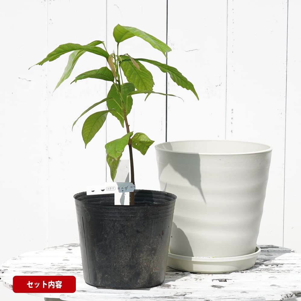 カカオ フォラステロ 実生苗 フラグラーポットセット : 苗木部 花
