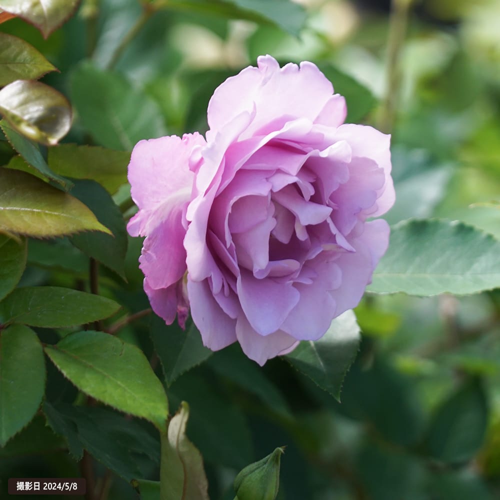 四季咲きバラ苗 夜来香 (イエライシャン) 2年生大苗 6号ポット 爆買