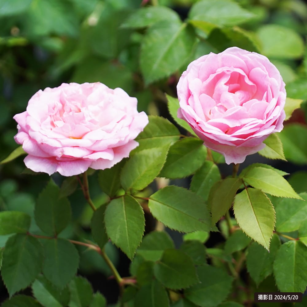 四季咲き半つるバラ アミ ロマンティカ 2年生大苗 : 苗木部 花ひろば