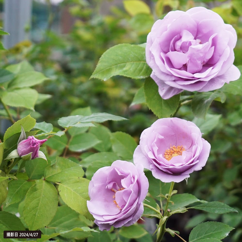 四季咲きバラ苗 しのぶれど 2年生大苗 : 苗木部 花ひろば
