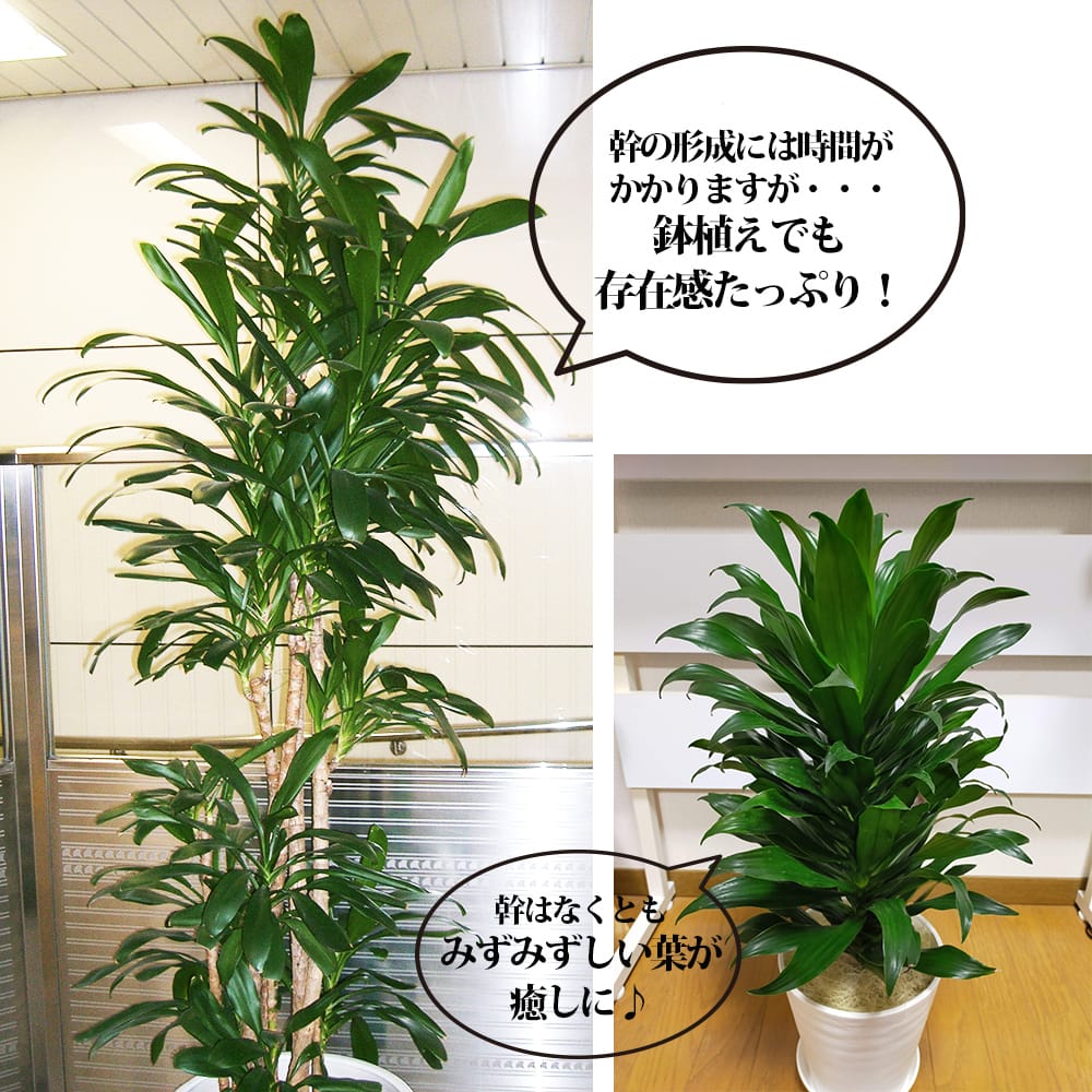 コルジリネ（ドラセナ） グローカル ポット苗 : 苗木部 花ひろば