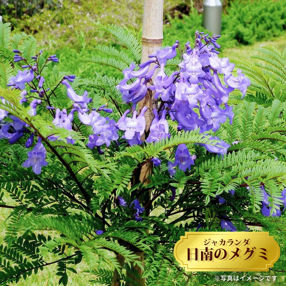 ジャカランダ　日南のめぐみ　矮性種　接木苗　JK-6 ジャカランダ：日南のめぐみ6号鉢植え の通販 | 園芸ネット