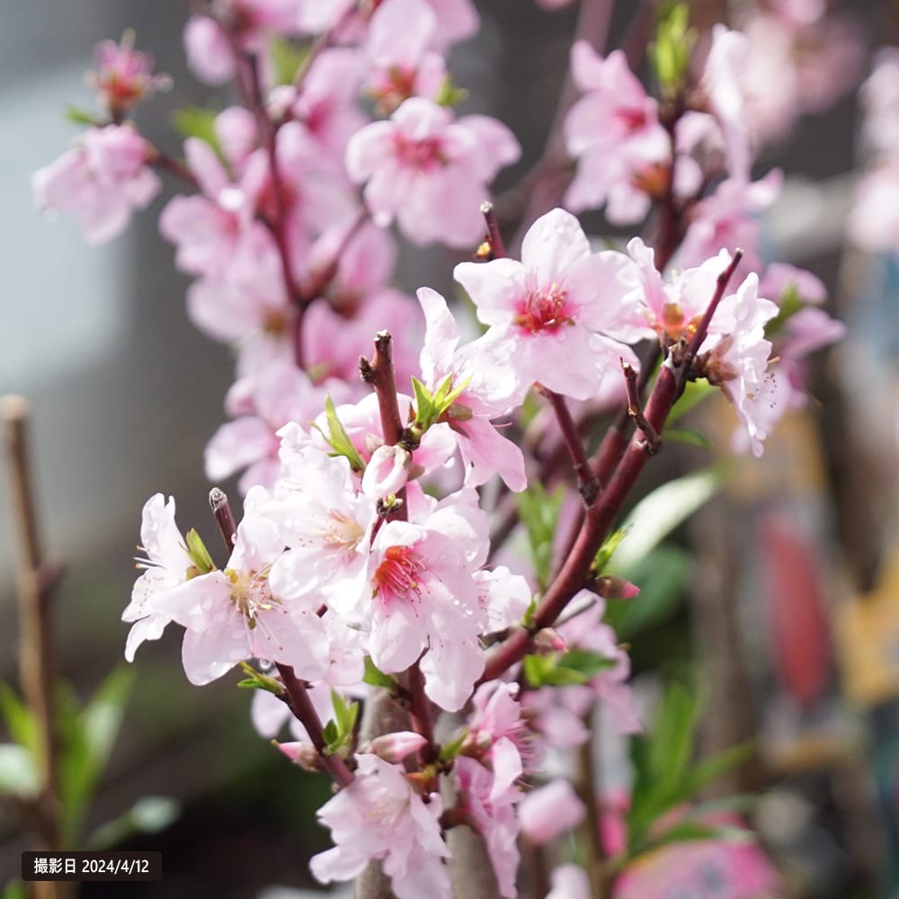 桃 苗木 一宮白桃 1年生接木苗 爆買いweek : 苗木部 花ひろば