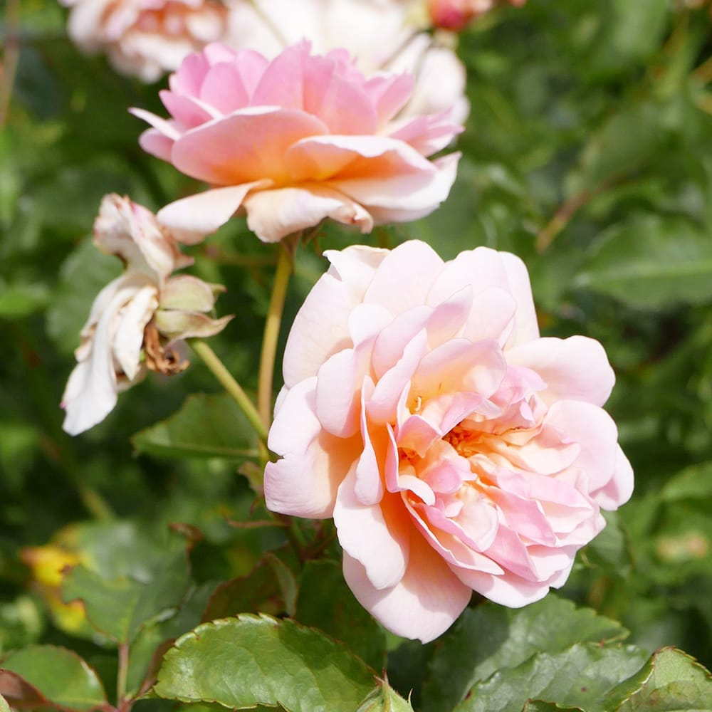 バラの苗 薄いピンクとクリーム色 四季咲き強香つるバラ フェリシア 3年生長尺苗 大型宅配便 北海道