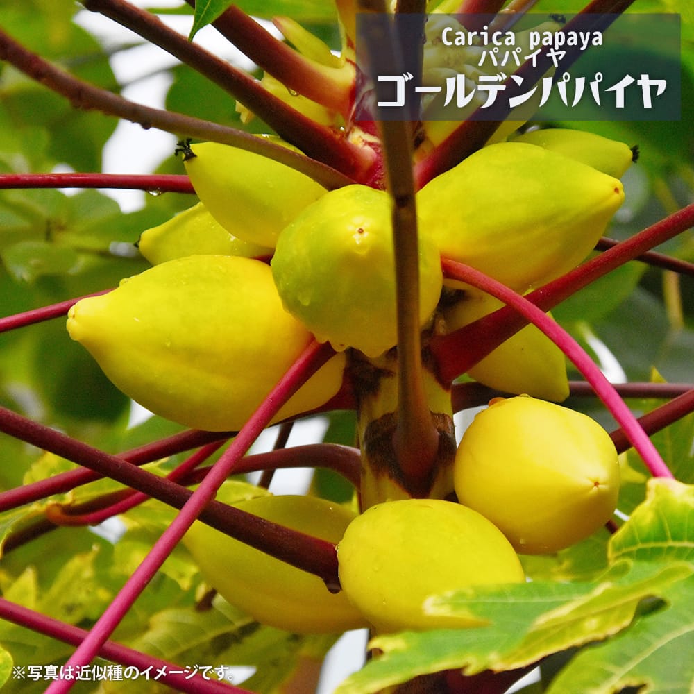 ゴールデンパパイヤ パパイヤ苗 3.5号ポット苗 沖縄県産 : 苗木部 花