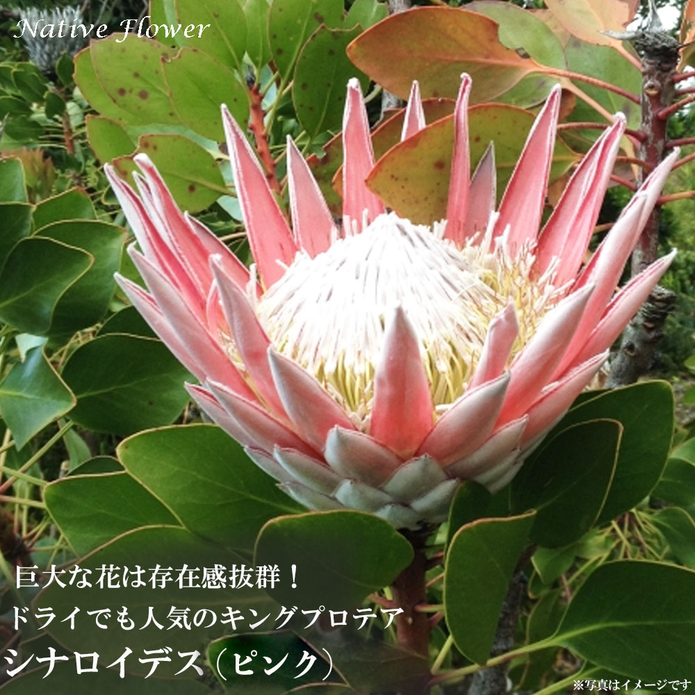 sonota8_protea-sinaroipink.jpg