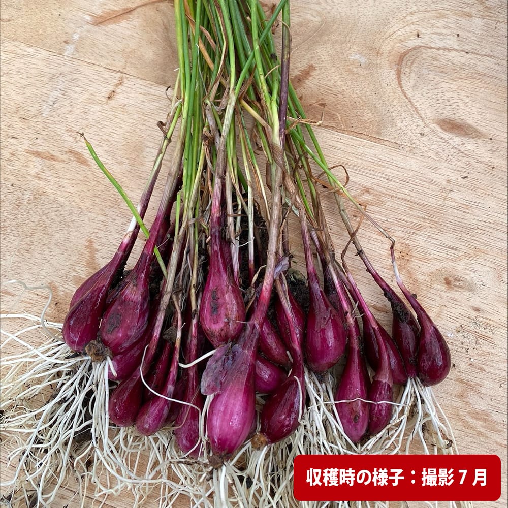 ハイブリッドらっきょう 越のレッド 球根 100g （沖縄県産） （植え付け時期11月下旬まで）