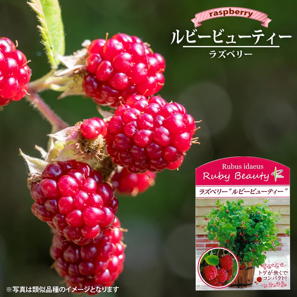 ラズベリー ルビービューティー 挿木 鉢植え 種苗法出願中 : 苗木部 花