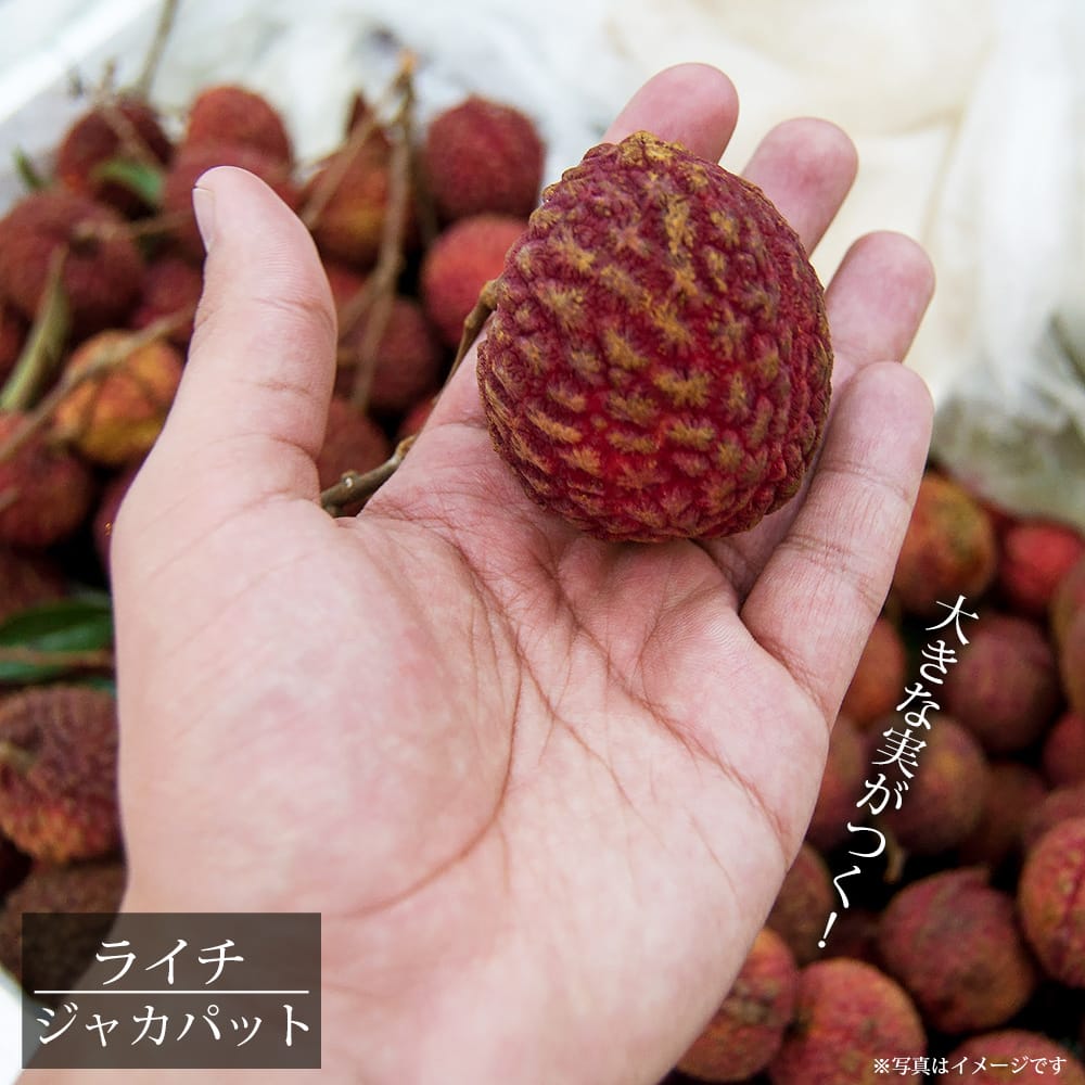 ライチ ジャカパット 8号ポット大苗 長尺苗 (150〜160cm