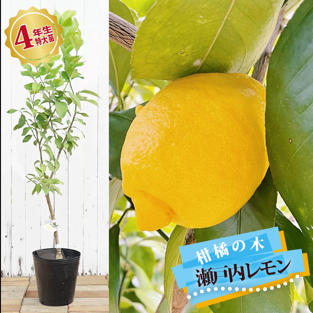 レモン21 4年接木小苗 柑橘苗木 レモン （サイパンレモンの通販