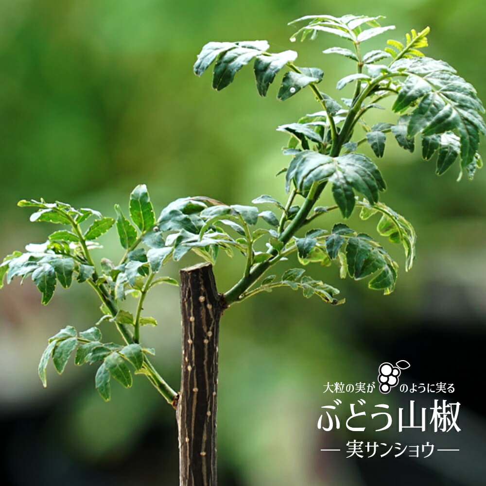 山椒の木 実山椒の木 ぶどう山椒 1年生接木苗 : sanshou-budou