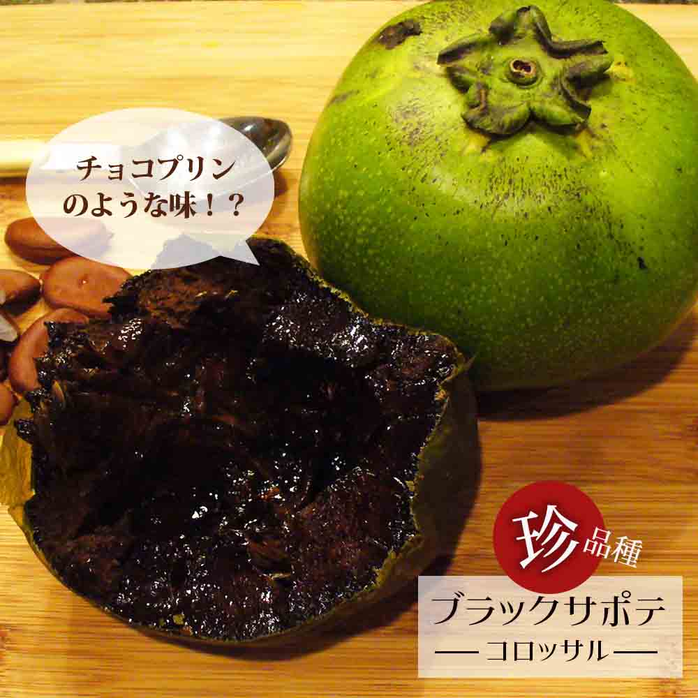 ブラックサポテ 取り木 スリット8号 3年生大苗 大型宅配便・特大梱包