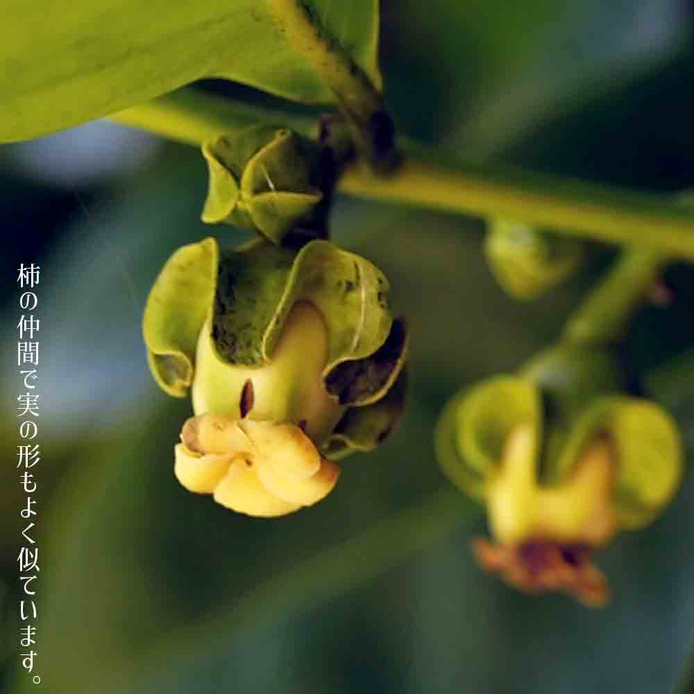 ブラックサポテ 実生 8号鉢植え 3年生大苗 大型宅配便・特大梱包