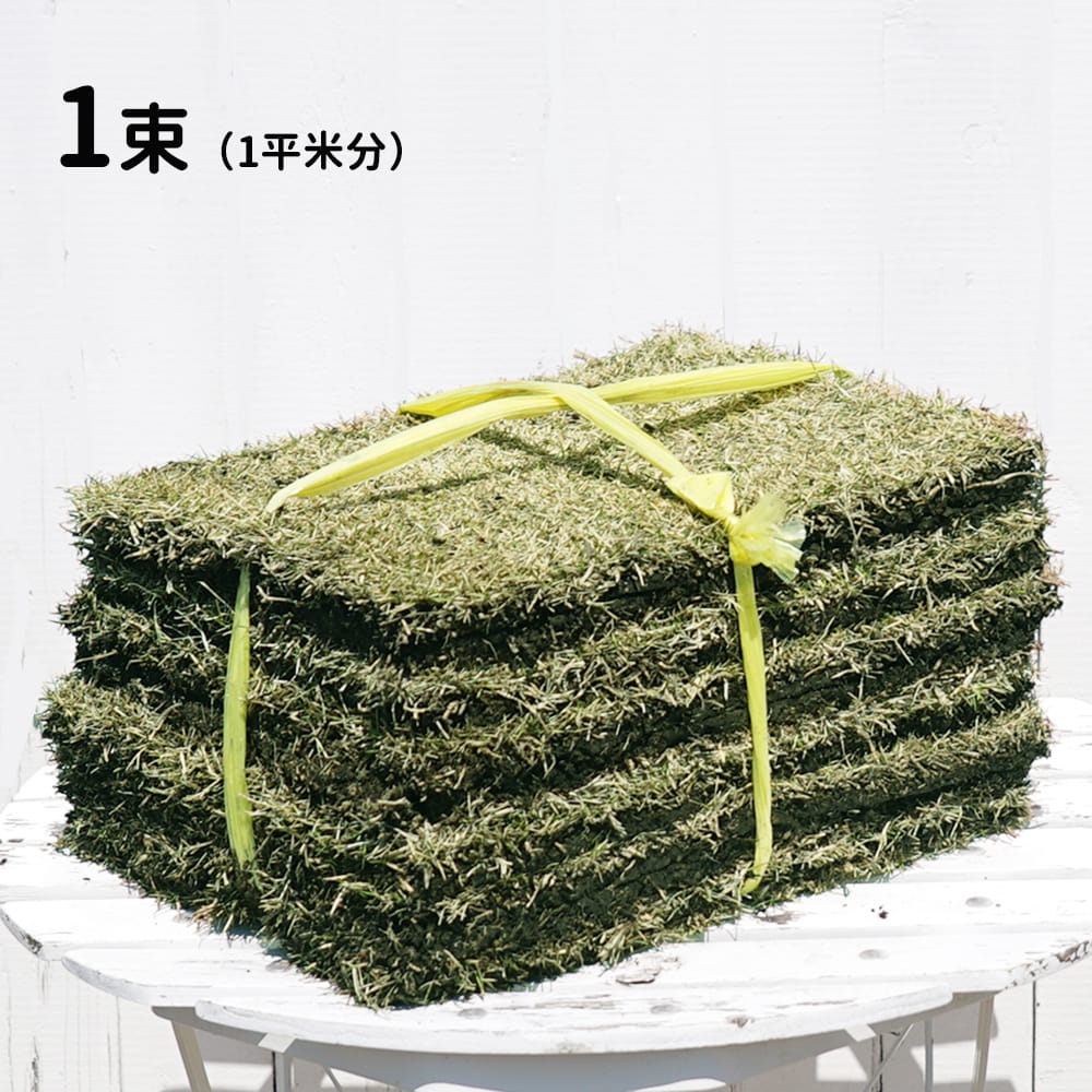 姫高麗芝　規格外品積み放題（2026.3） 姫高麗芝（1平米）【クール便/送料込】 | 芝生,姫高麗芝 | HAYASHI