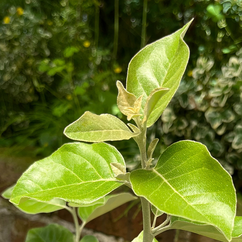 シマグミ 挿し木 1年生苗 : 苗木部 花ひろばオンライン - 通販 - Yahoo
