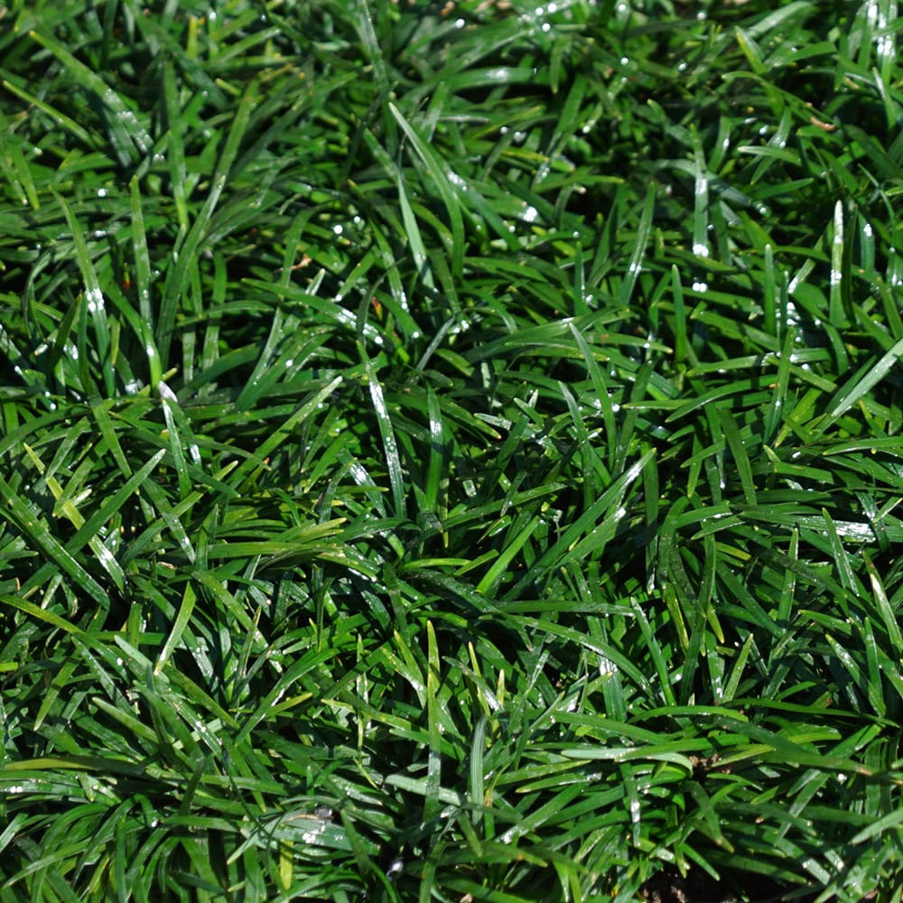 玉竜 7.5cmポット苗 80ポットセット ケース売り 沖縄、離島不可 : 苗木