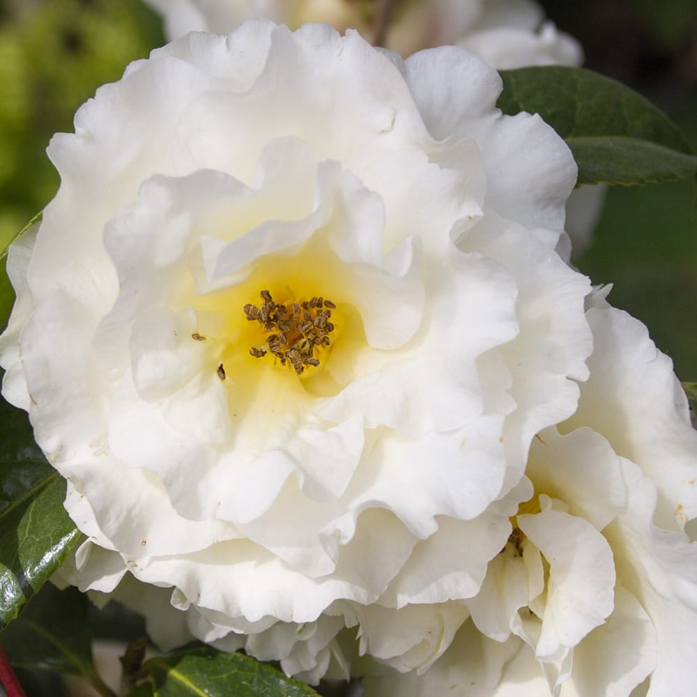 椿 苗 黄基 95 （きのもと 95） 接木 白鉢植え 開花 3〜4月 : 苗木部