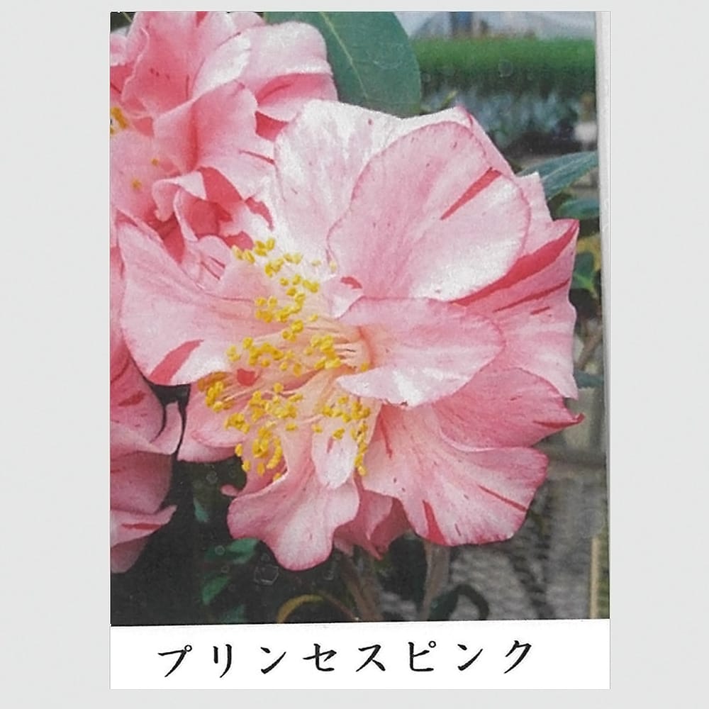 椿 苗 プリンセスピンク 接木 白鉢植え 爆買いweek : 苗木部 花ひろば