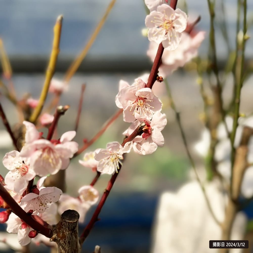 梅の苗木 金紅梅 実梅 うめ 1年生接木苗 : 苗木部 花ひろば