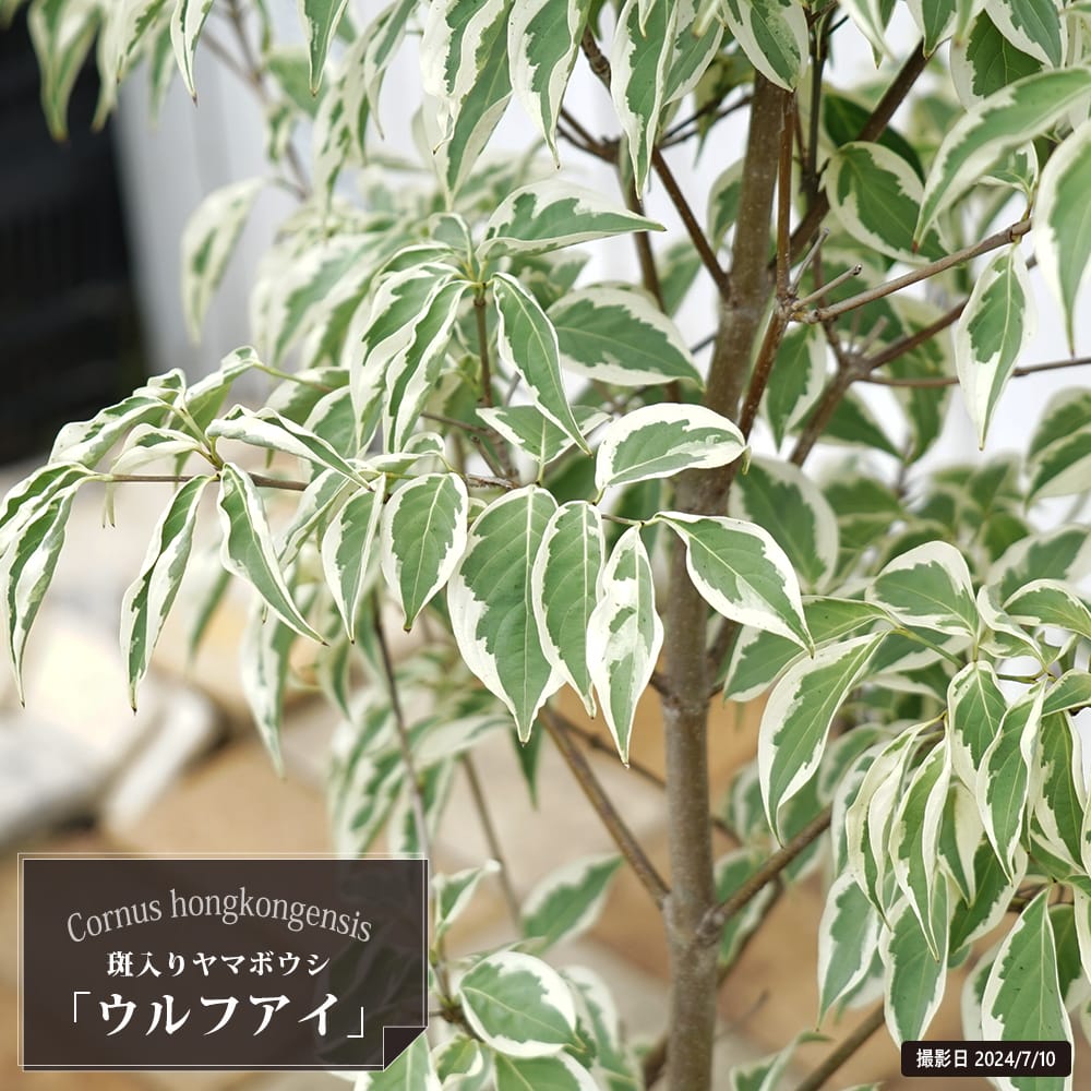 花芽つき 斑入りヤマボウシ ウルフアイ 5号ポット苗5 挿し木 爆買い