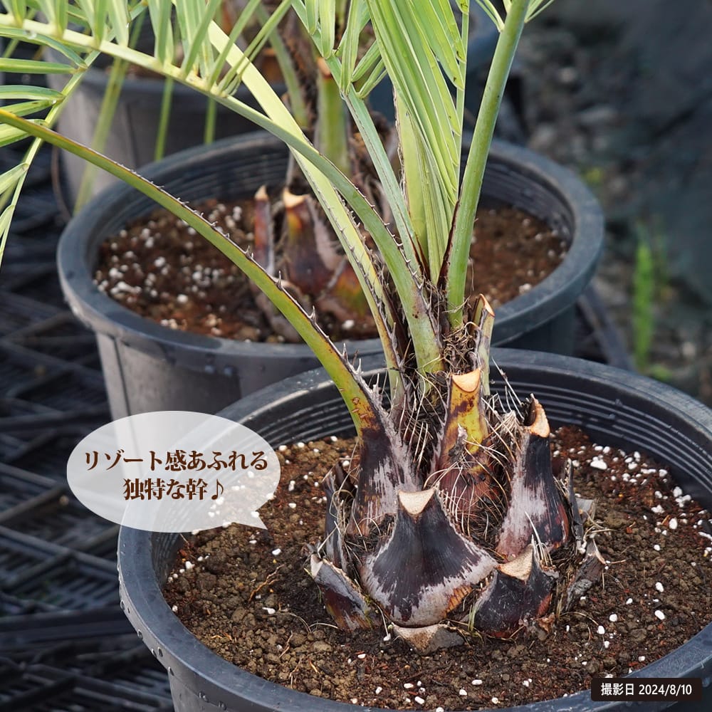 ヤシの木 ココスヤシ ナーセリーポット植え 特大苗 大型宅配便・大梱包
