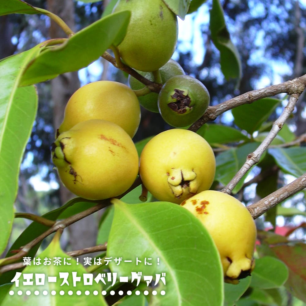 イエローストロベリーグアバ 7号ポット苗 3年生大苗 実生苗 : guava-kingguava : 苗木部 花ひろばオンライン - 通販 -  Yahoo!ショッピング