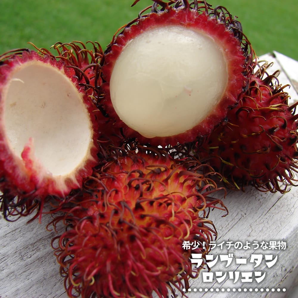 ランブータン ロンリエン種 実生 3号ポット苗 : 苗木部 花ひろば