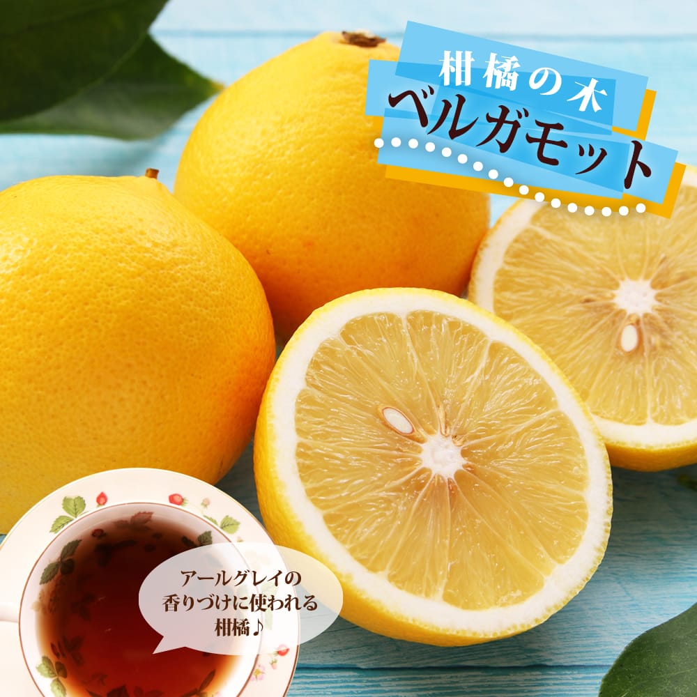 ベルガモット オレンジ (バロチン) 1年生接木苗 : 苗木部 花ひろば