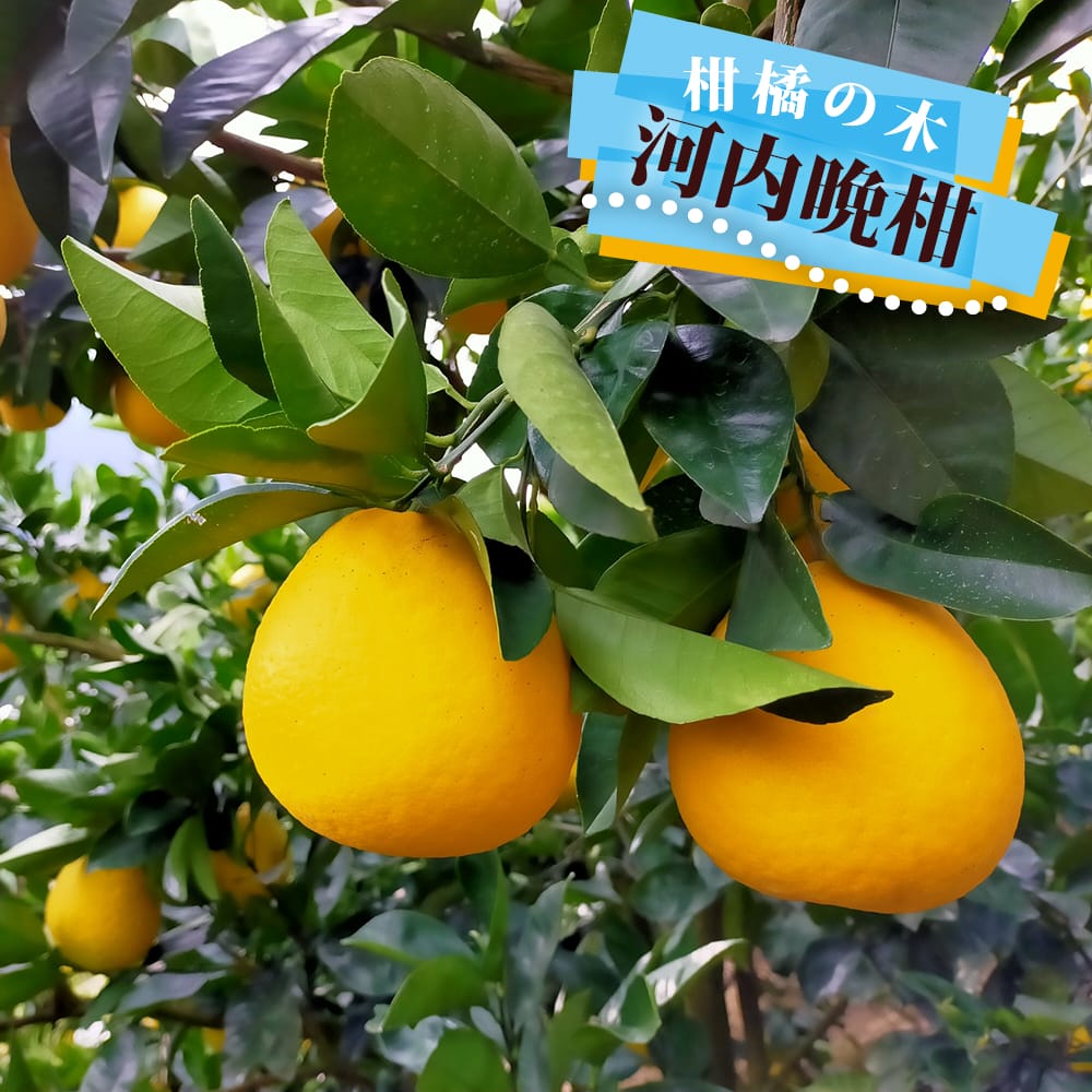 河内晩柑 1年生接木苗 4号ロングポット 爆買いweek : 苗木部 花ひろば