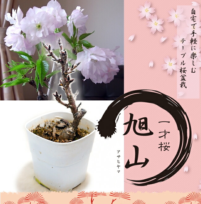 さくら盆栽 一才桜 旭山 白鉢苗 : niwaki-issaizakura : 苗木部 花