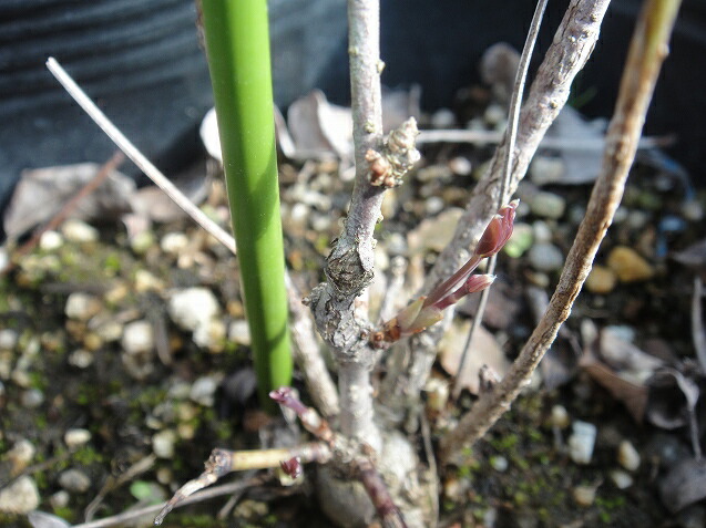 あけび 五葉アケビ 5号ポット苗 : 苗木部 花ひろばオンライン - 通販