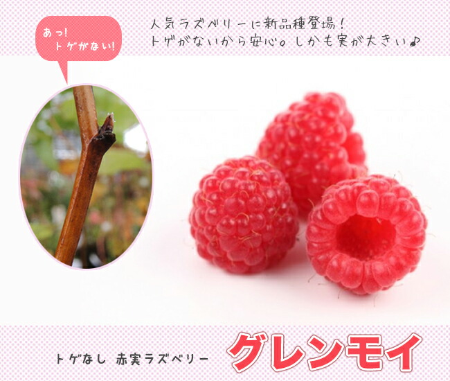 グレンモイ トゲなし ラズベリー 5号ポット苗 : 苗木部 花ひろば