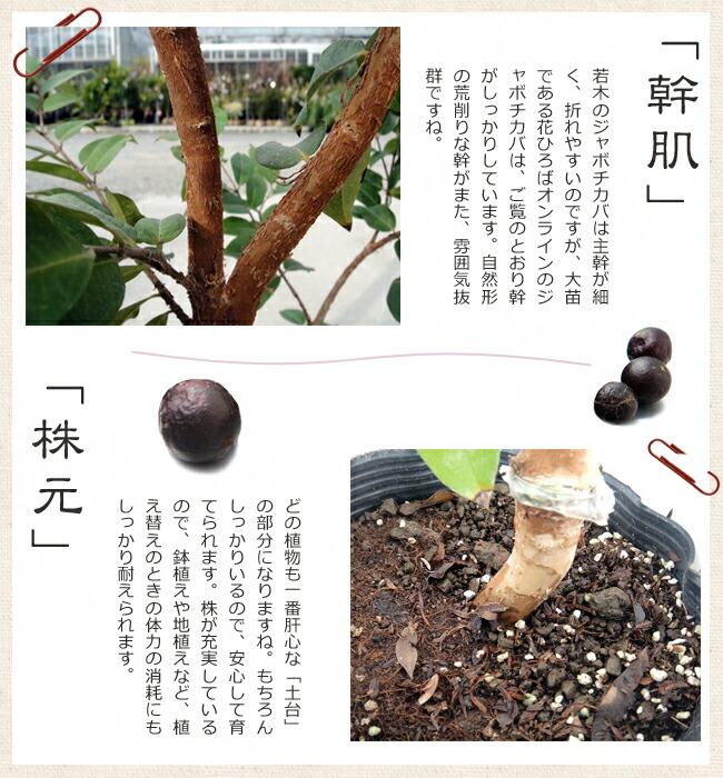 四季成り ジャボチカバ 3年生接木大苗 : 苗木部 花ひろばオンライン