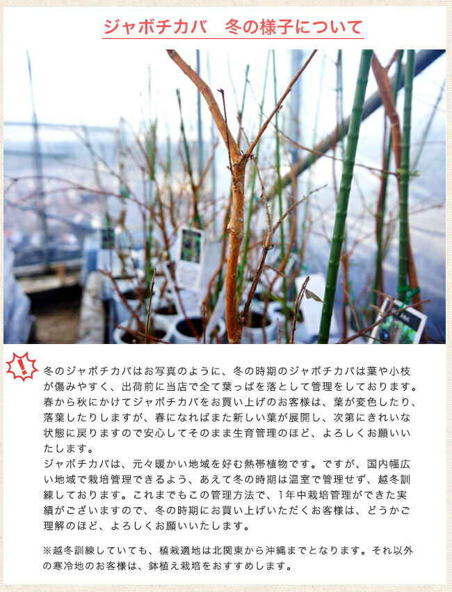 四季成り ジャボチカバ 3年生接木大苗 : 苗木部 花ひろばオンライン
