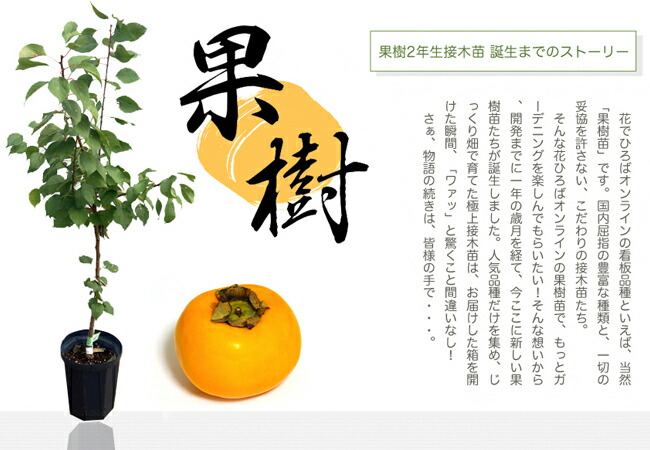 桃 苗木 清水白桃 2年生接木苗 ロングスリット鉢植え 限定販売 : 苗木