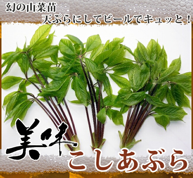 コシアブラ 幻の山菜苗 3.5号ポット苗 （30〜65cm） 品質が - 葉菜