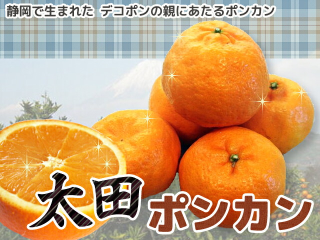 ポンカン 苗 太田ポンカン 3年生接木大苗 産地で剪定済 1.0m苗 : 苗木
